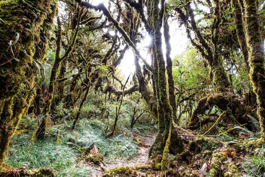 Sống lưng khủng long là chặng đường núi khó khăn nhất đối với những trekker muốn chinh phục đỉnh Tà Xùa